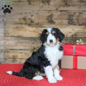 Jenna, Bernedoodle Puppy