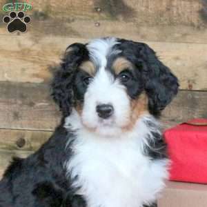 Jenna, Bernedoodle Puppy