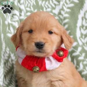 Jenna, Golden Retriever Puppy