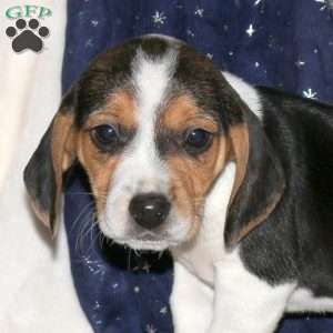 Jenna, Beagle Mix Puppy