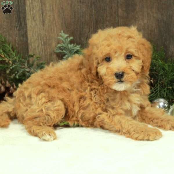 Jerry, Miniature Poodle Puppy