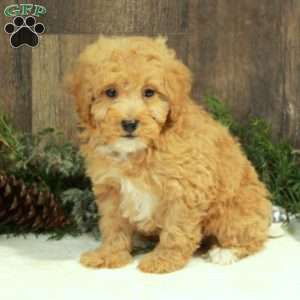 Jerry, Miniature Poodle Puppy