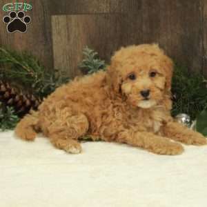 Jerry, Miniature Poodle Puppy