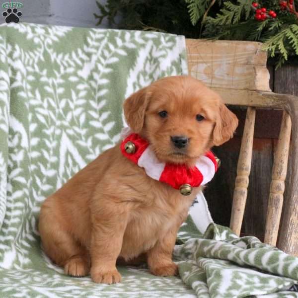 Jessie, Golden Retriever Puppy