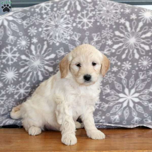Jessie-F1, Mini Goldendoodle Puppy
