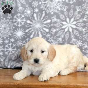 Jessie-F1, Mini Goldendoodle Puppy