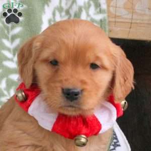 Jessie, Golden Retriever Puppy