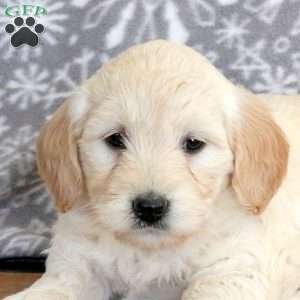 Jessie-F1, Mini Goldendoodle Puppy