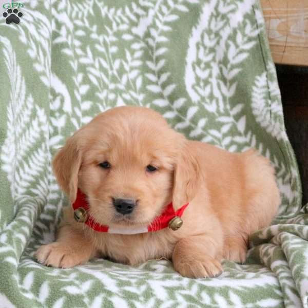 Jester, Golden Retriever Puppy