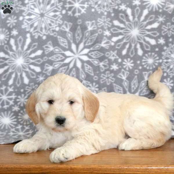 Jester-F1, Mini Goldendoodle Puppy