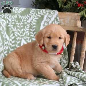 Jester, Golden Retriever Puppy