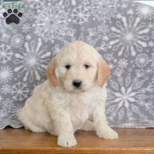 Jester-F1, Mini Goldendoodle Puppy