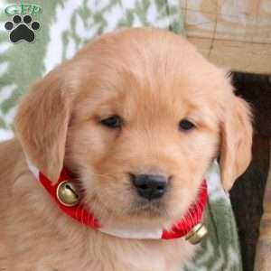 Jester, Golden Retriever Puppy