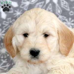 Jester-F1, Mini Goldendoodle Puppy