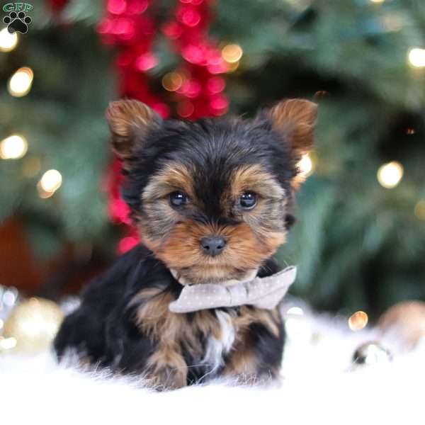 Jett, Yorkie Puppy