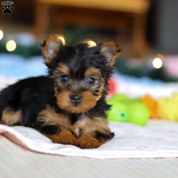Jewel, Yorkie Puppy