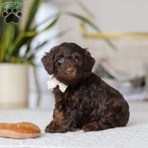 Jewel, Cockapoo Puppy
