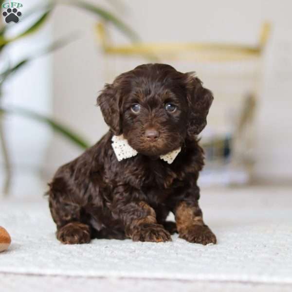 Jewel, Cockapoo Puppy