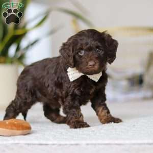 Jewel, Cockapoo Puppy