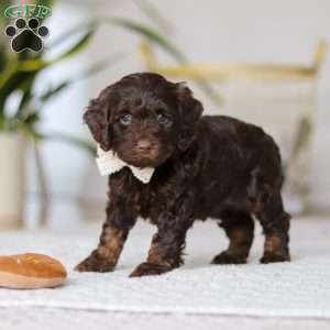 Jewel, Cockapoo Puppy