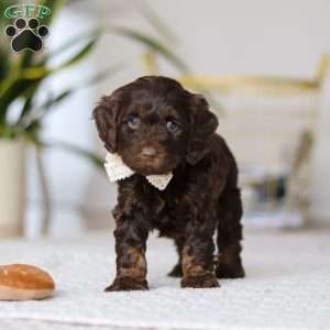 Jewel, Cockapoo Puppy