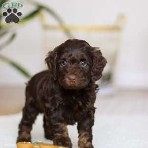 Jewel, Cockapoo Puppy