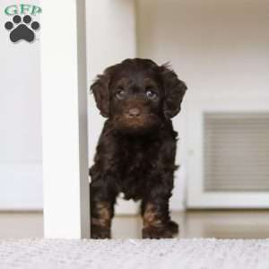 Jewel, Cockapoo Puppy