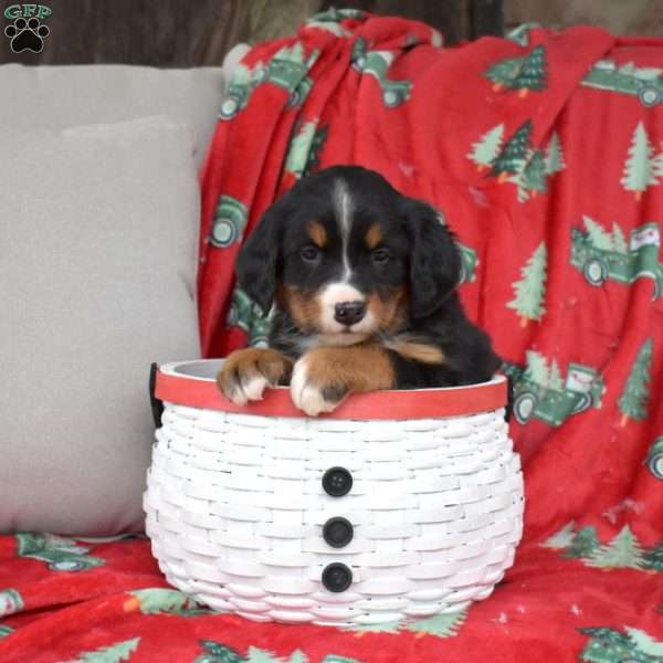 Jewel, Bernese Mountain Dog Puppy