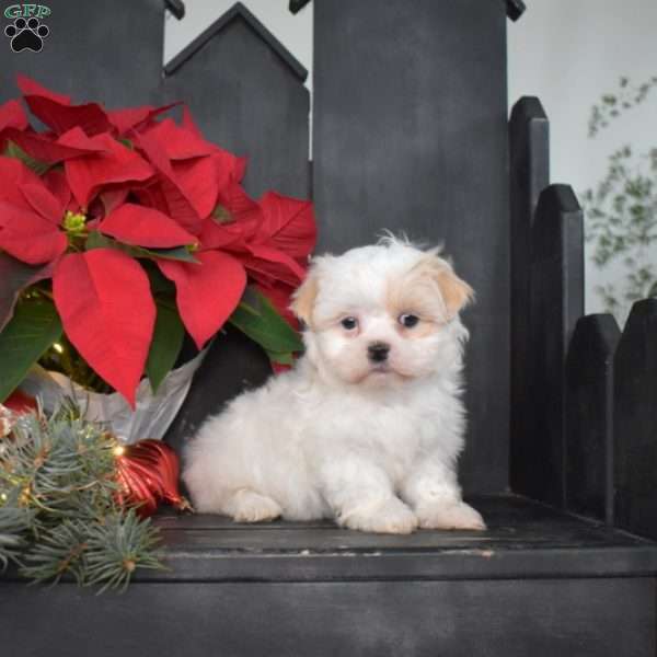 Jewel, Mal-Shi Puppy