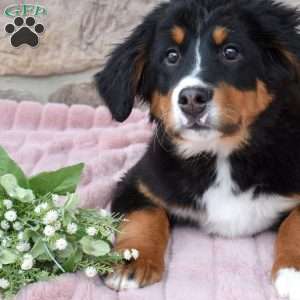 Jewel, Bernese Mountain Dog Puppy