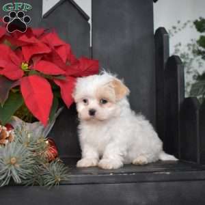 Jewel, Mal-Shi Puppy