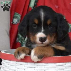 Jewel, Bernese Mountain Dog Puppy
