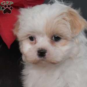 Jewel, Mal-Shi Puppy