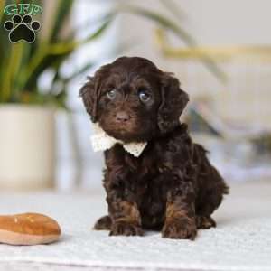Jewel, Cockapoo Puppy