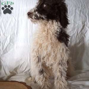 Jewel, Goldendoodle Puppy