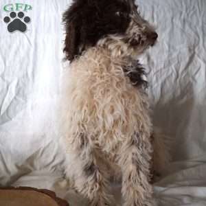 Jewel, Goldendoodle Puppy