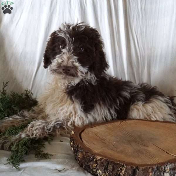Jewel, Goldendoodle Puppy