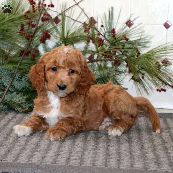 Jiffy, Goldendoodle Puppy