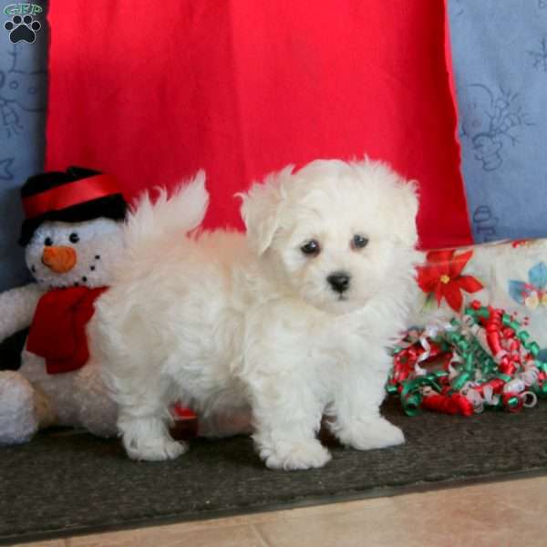 Jiffy, Bichon Frise Puppy