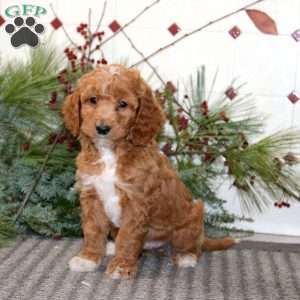 Jiffy, Goldendoodle Puppy