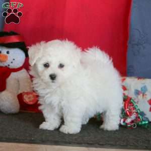 Jiffy, Bichon Frise Puppy