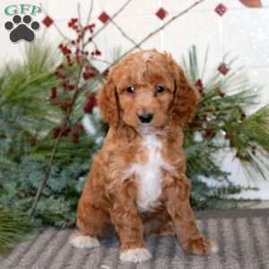 Jiffy, Goldendoodle Puppy