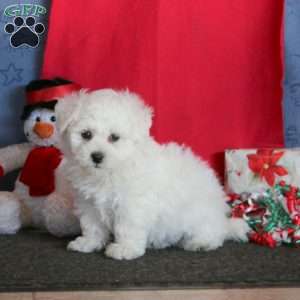 Jiffy, Bichon Frise Puppy