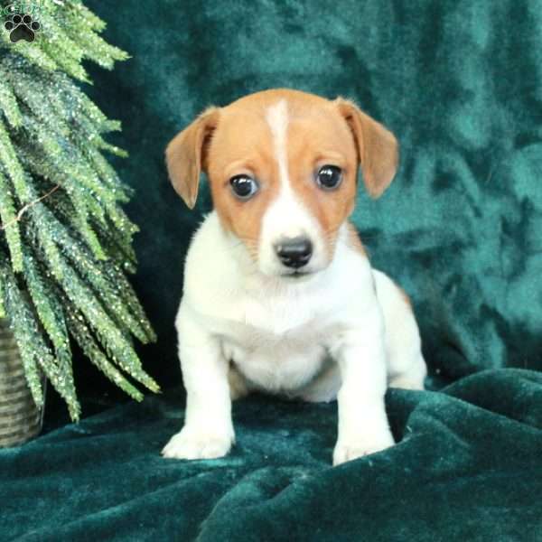Jill, Jack Russell Terrier Puppy