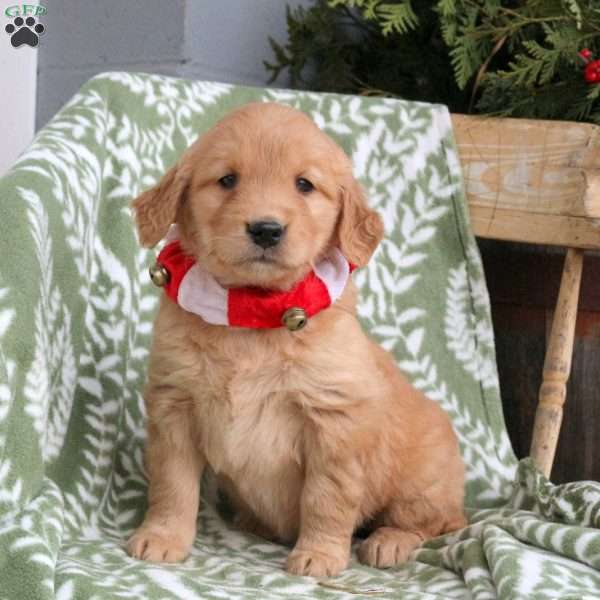 Jill, Golden Retriever Puppy