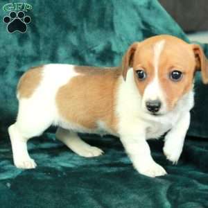Jill, Jack Russell Terrier Puppy