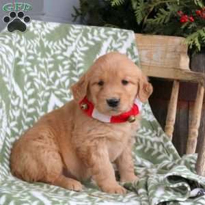 Jill, Golden Retriever Puppy
