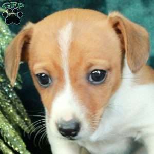 Jill, Jack Russell Terrier Puppy