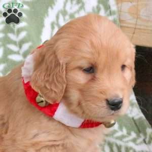 Jill, Golden Retriever Puppy