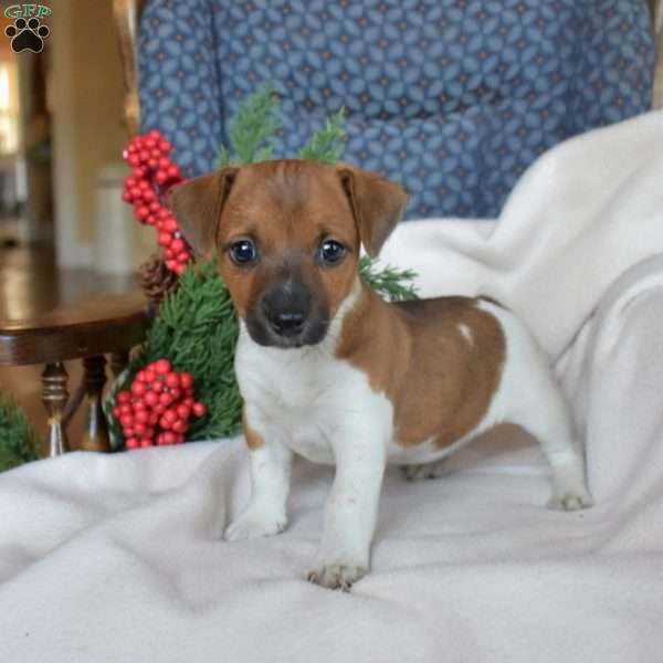 Jingle Belle, Jack Russell Terrier Puppy